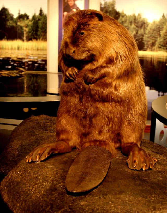 bever