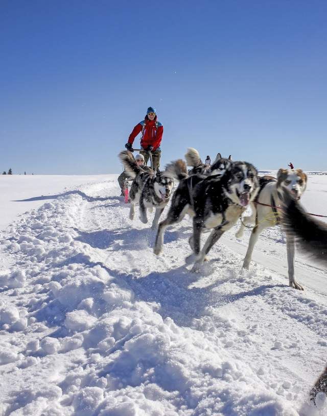 Dog sledding at full speed with Sjusjøen Husky Tours