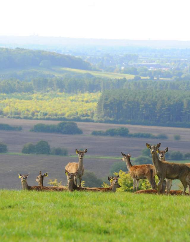A herd of deer on a hillside with countryside in background