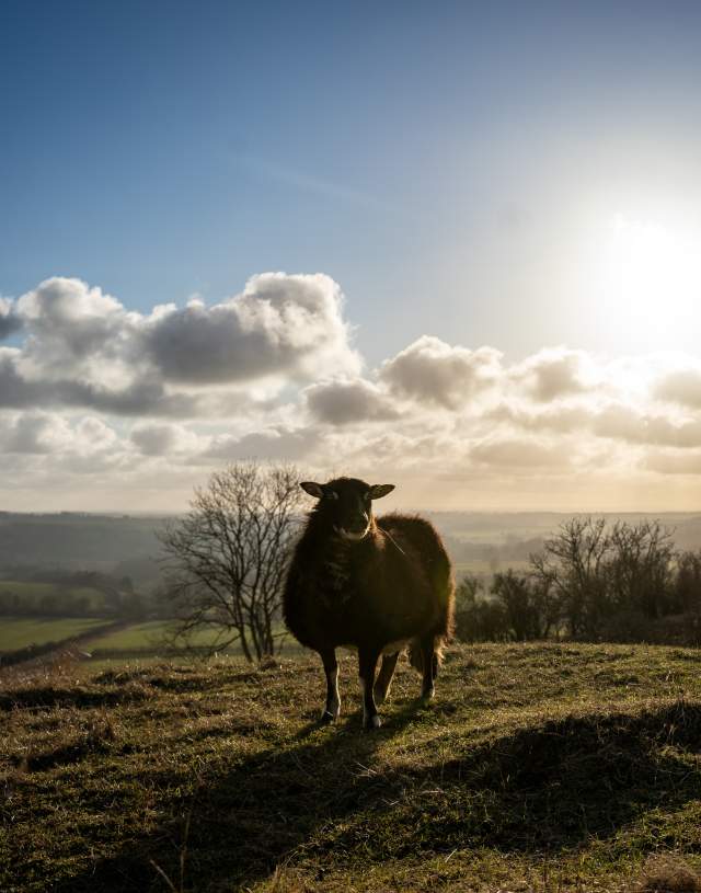 A black sheep stood on a hillside with sunset in background