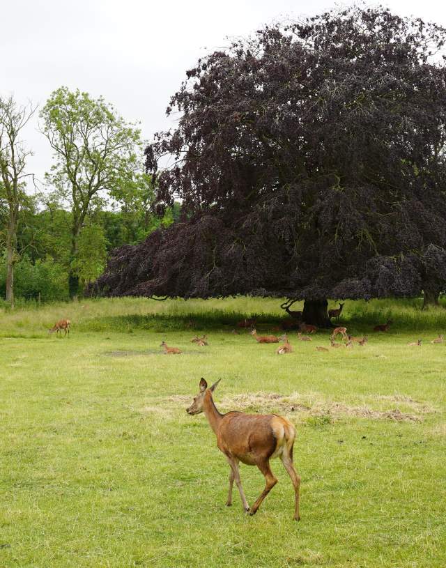 A field full of deer with trees in the background