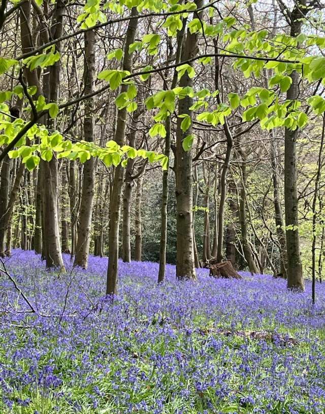Bluebells