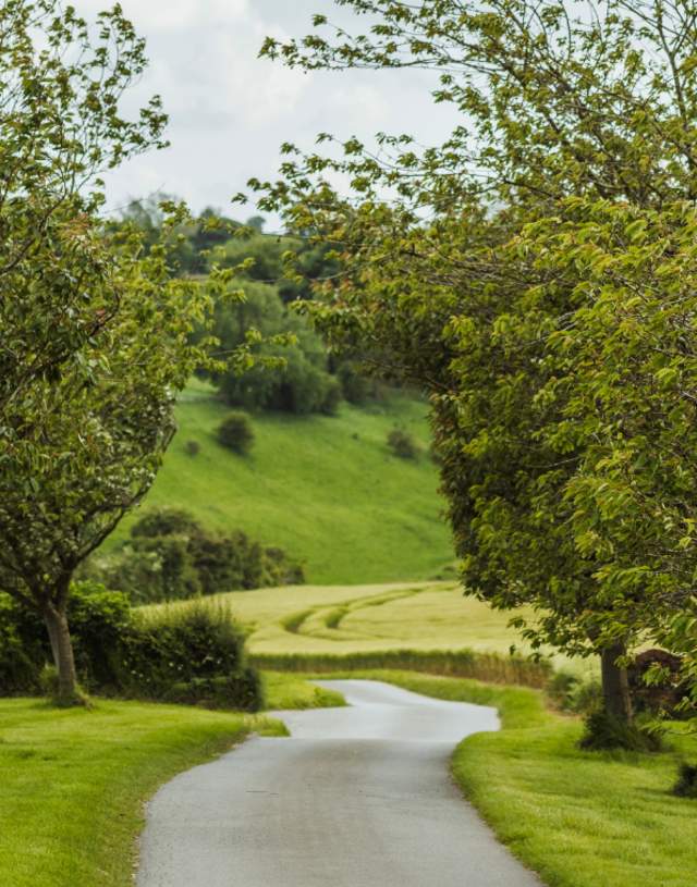 The windy track running inbetween blossom trees in huggate.