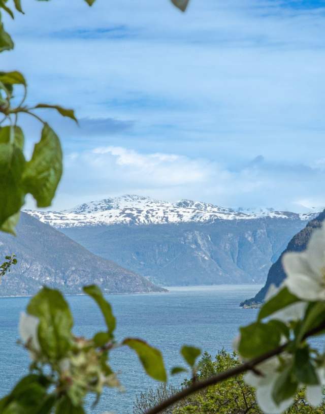Fruit blossom Sognefjord