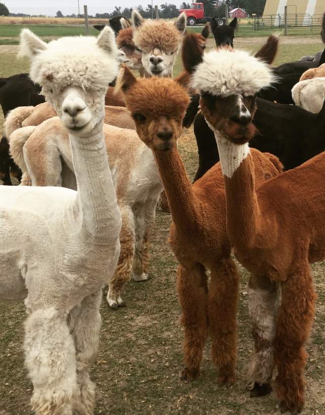 A small herd of inquisitive alpacas