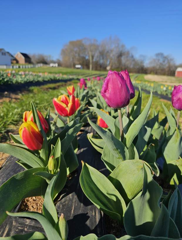 fields of tulips in bloom on a farm