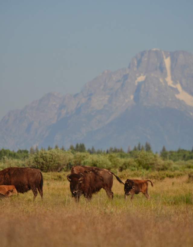 Wyoming Wildlife Safety Tips