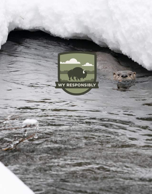 Winter Wildlife Safety, WY Responsibly