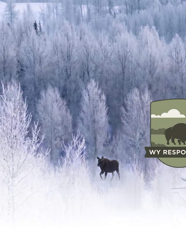 Deep snow makes winter a high-stakes game for local wildlife. Keep Your Distance this season: zoom with your lens, yield the trail, and give animals the space they need to conserve energy. Share the wild responsibly—keep your space, save their energy.
