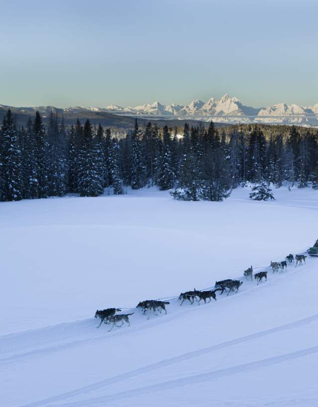 Dog Sledding Togwotee Pass