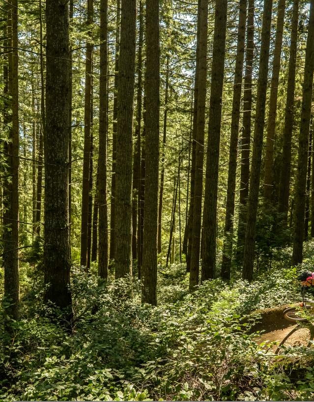 Mountain Biking