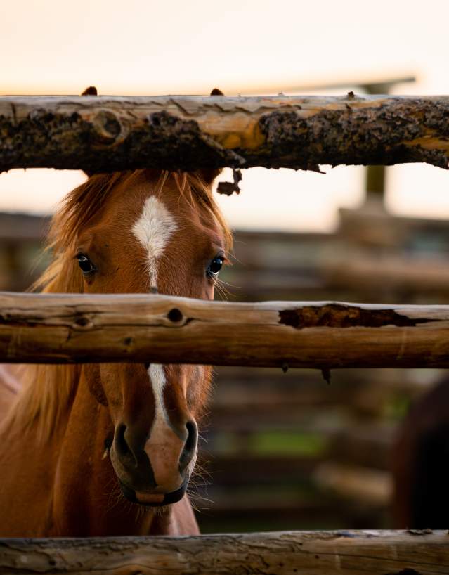 view of a horse with a stripe down its nose looking at you through a wooden fence