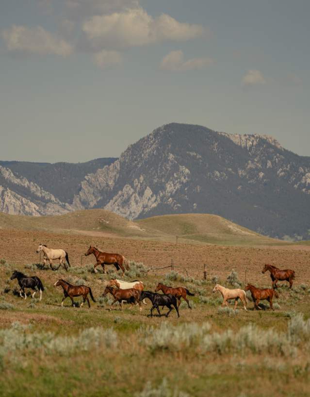 A herd of horses runs across rolling grassland, with rugged mountains rising in the background under a lightly clouded sky.