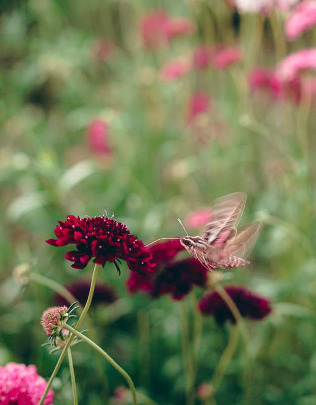 The Bloomery botanic garden, casper, Summer Flowers, Moth, Natrona County