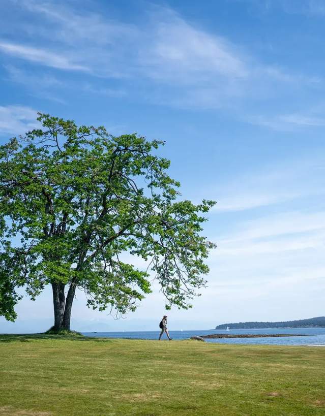 A person walking away from a big tree.