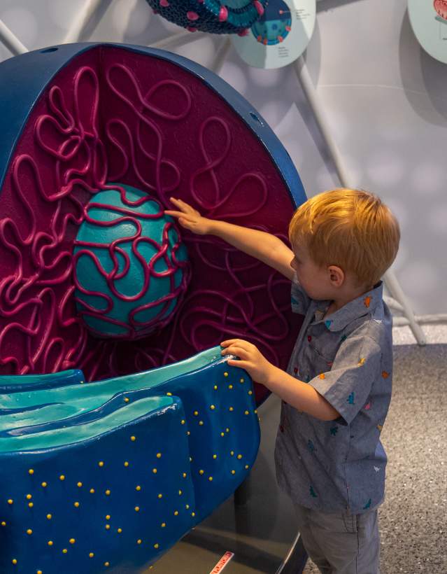 Child at U-M Museum of Natural History