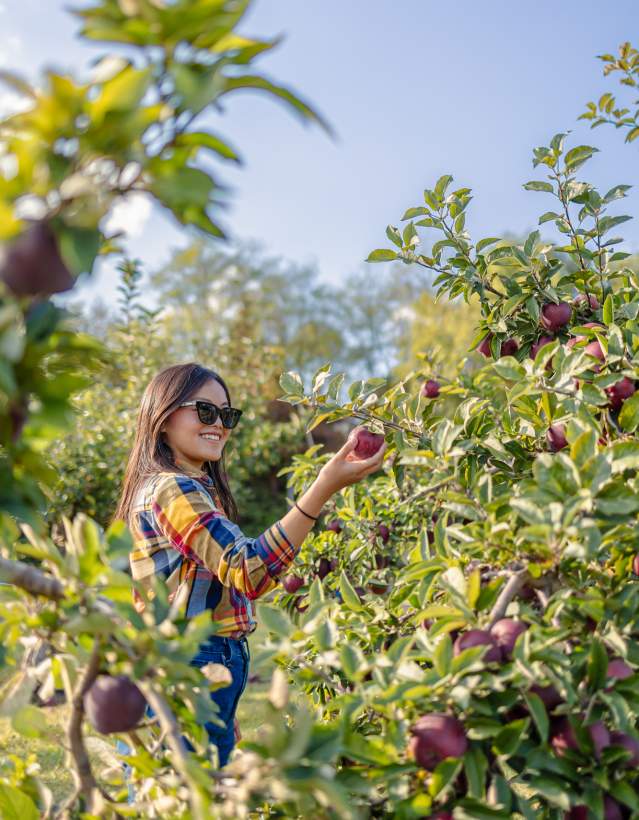 Rachel Kawate picking an apple from an apple tree