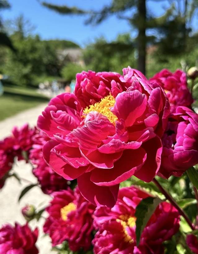 Peonies at the arb
