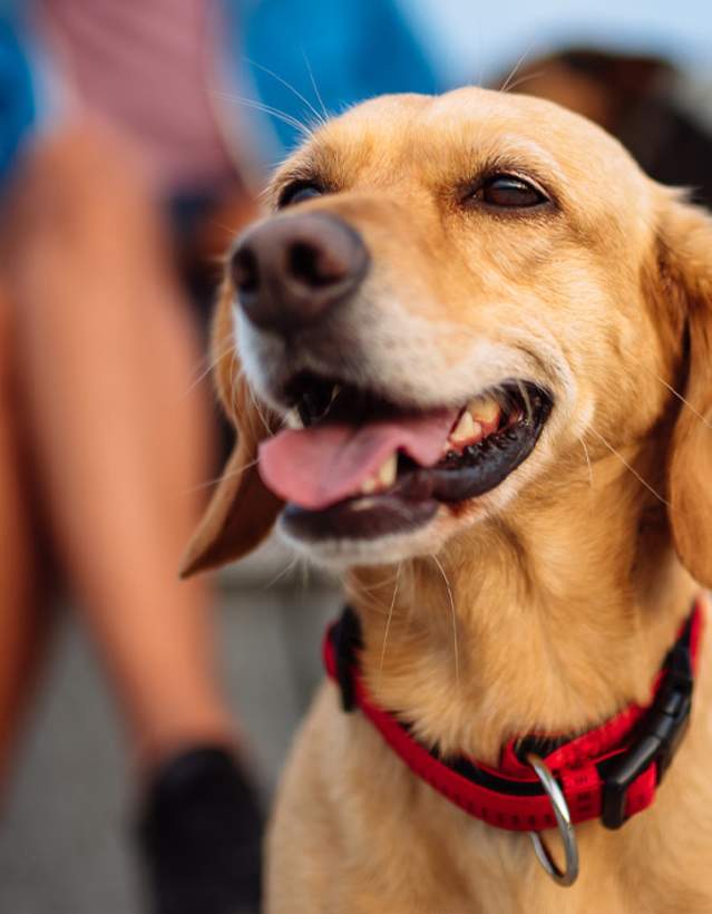 Travel to Ann Arbor with your Dog
