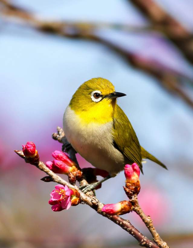 Colorful yellow bird perched on a branch with budding pink flowers