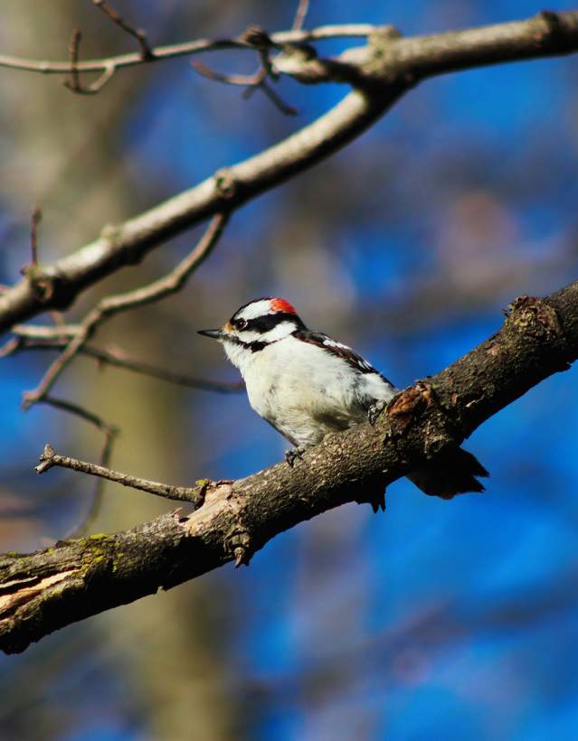 Black, white, and red Downy Woodpecker perched in a tree branch