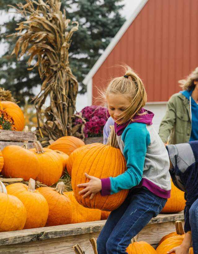 Girl picks up pumpkin with family behind her choosing their own pumpkins. A red barn stands in the background.