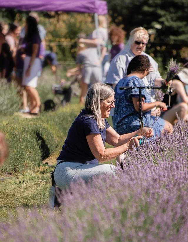 Crowd gathers outdoors around line of full bloom lavender plants at the Milan Lavender Festival