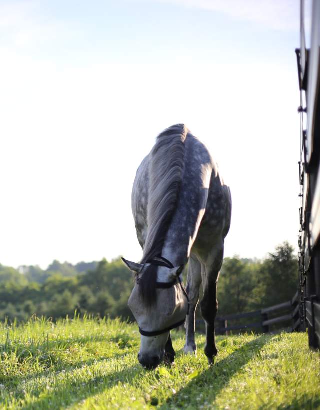 A dappled grey horse grazes in a pasture at Jonabell Farm.