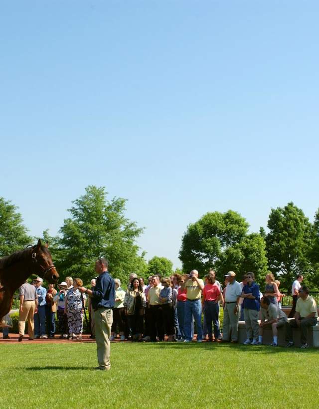 Stallion at Ashford Stud