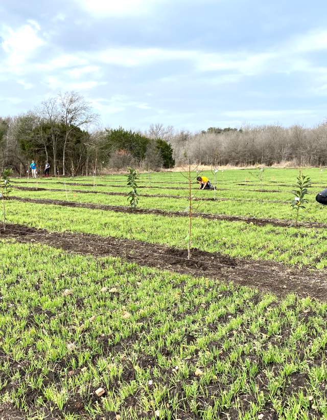Urban Roots farm in southeast Austin Texas