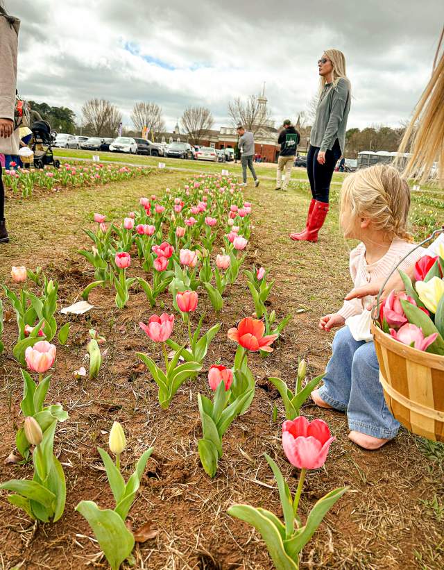 A child picks tulips at The American Village Festival of Tulips.