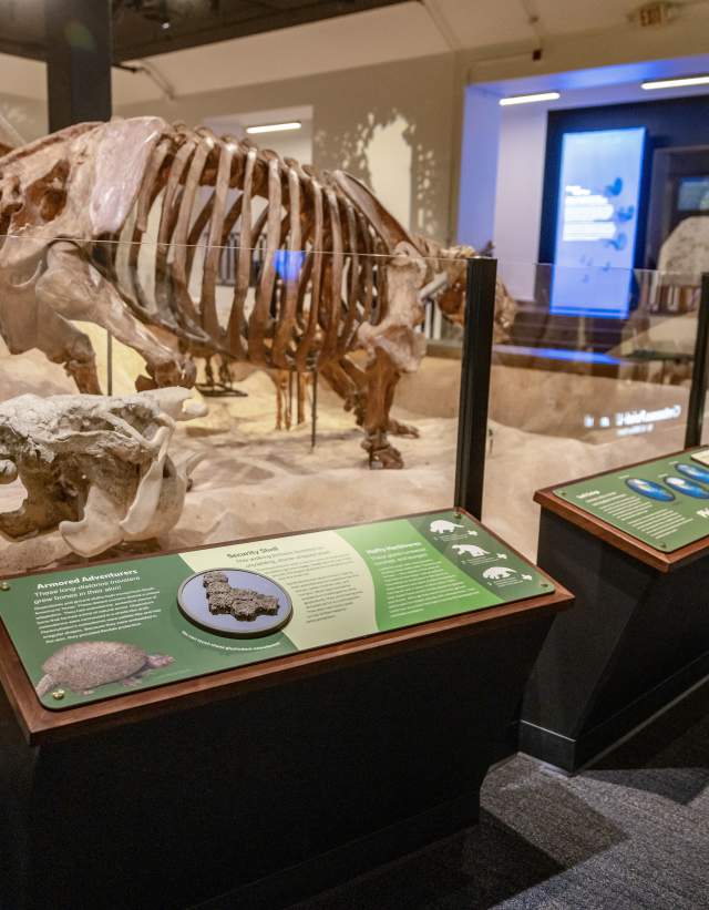 Woman standing at a museum exhibit of dinosaur bones.