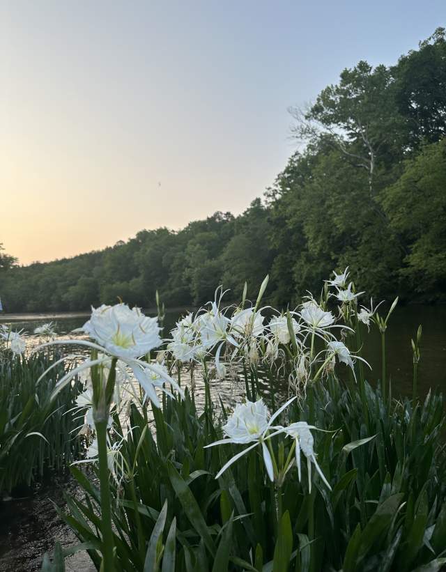 The Cahaba Lily is a rare flower that only blooms in early summer in Alabama. These lilies bloom at Cahaba River Park in Shelby County.