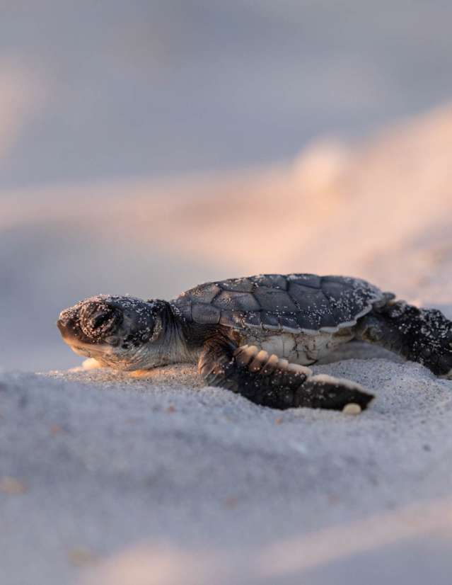 a baby green turtle just hatched crawling on the white sand