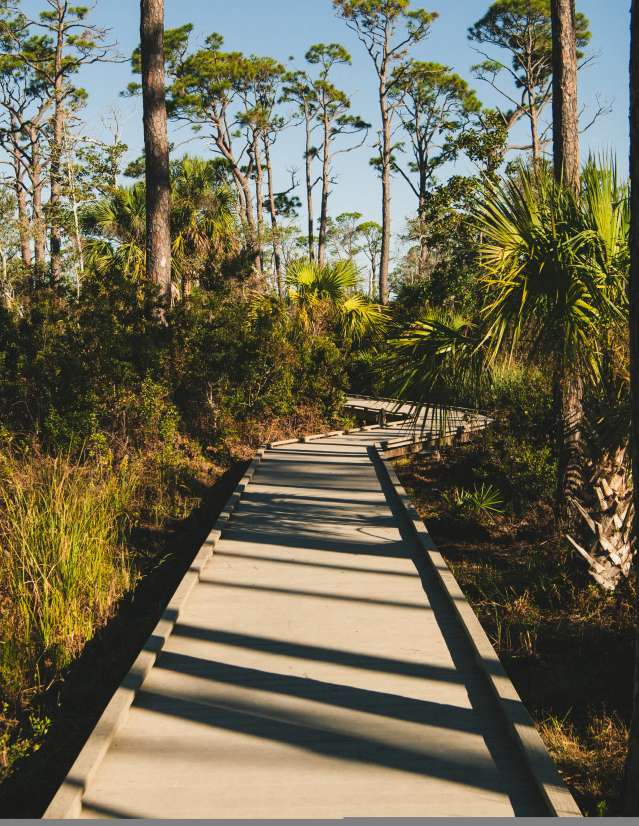 A beautiful nature trail through winding pines.