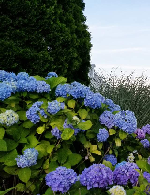 Hydrangea Fest