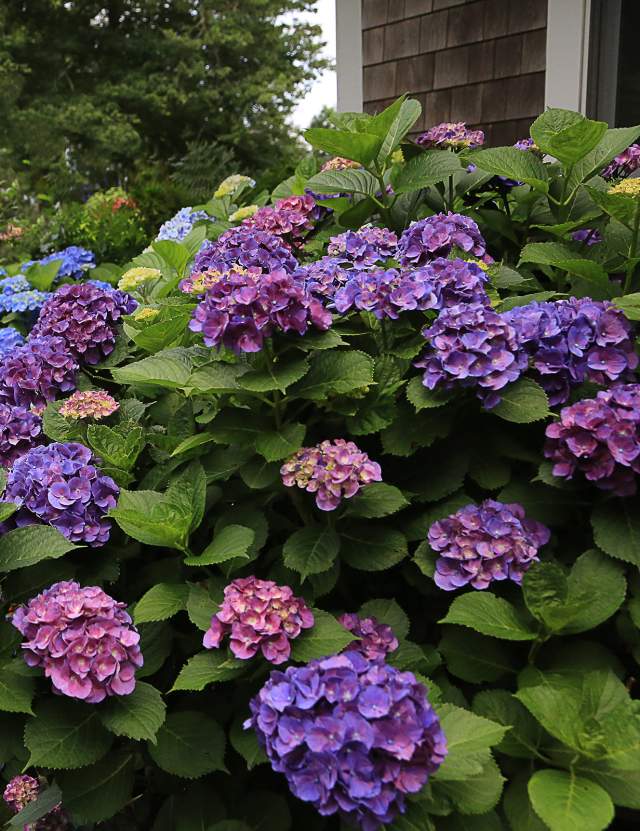 Hydrangeas