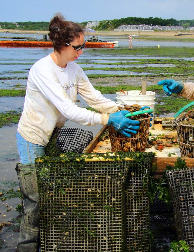 Oyster Farms