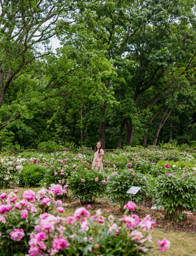 Rachel Kawate at Peony Garden, Nichols Arboretun