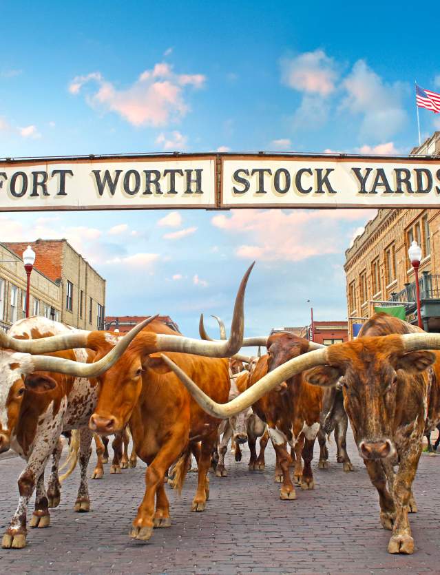 Steers walking under the Fort Worth Stock Yards sign