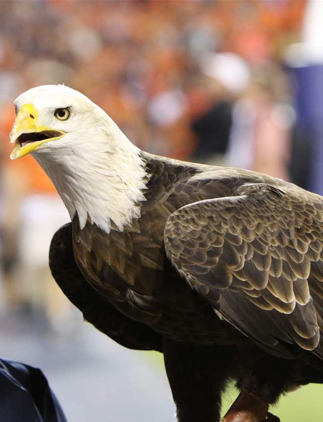 War Eagle