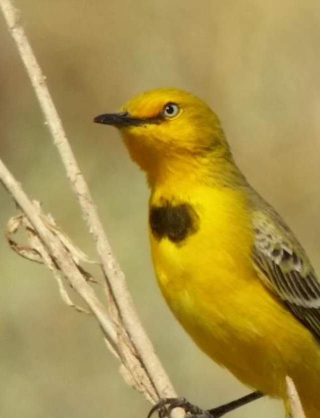 birds