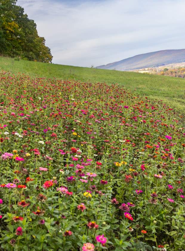 Field at Northhill Orchard