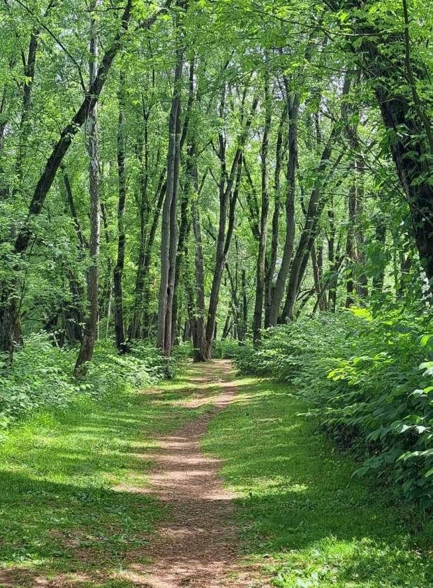 Milton State Park walking path through the forest.