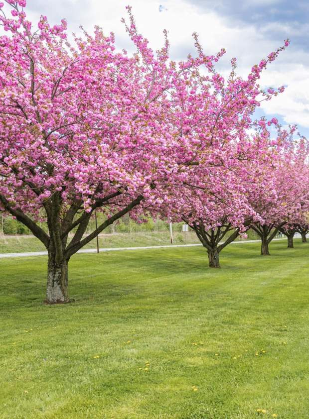 spring trees