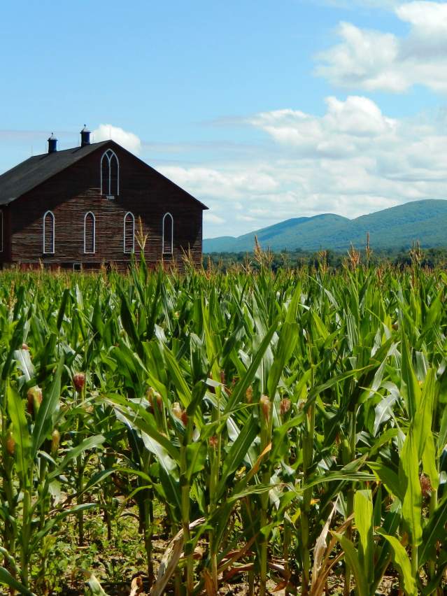 Dunnstable corn