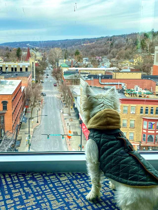 dog looking outside marriott