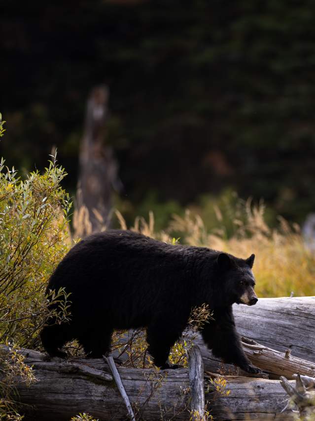 Black Bear in the Tetons