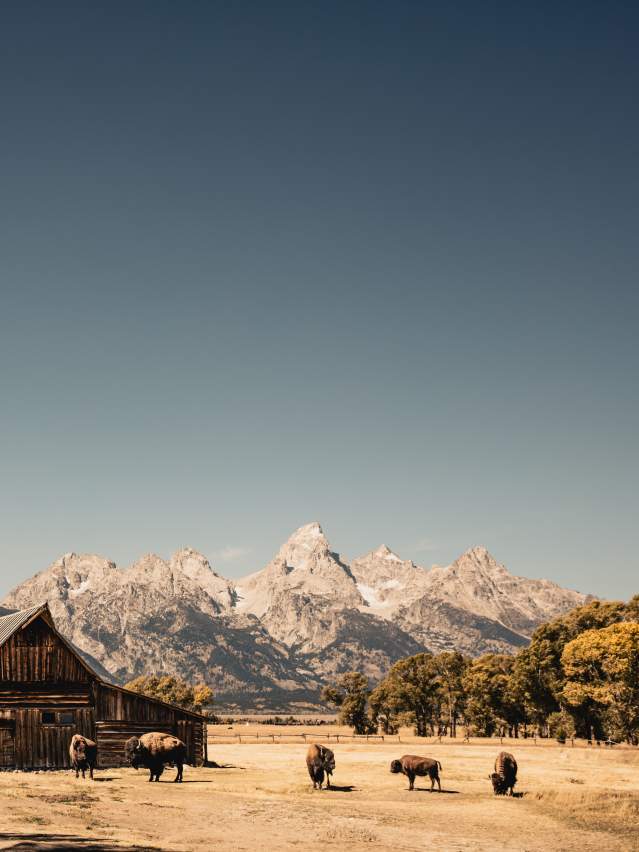 Jay Kazen - Bison Mormon Row