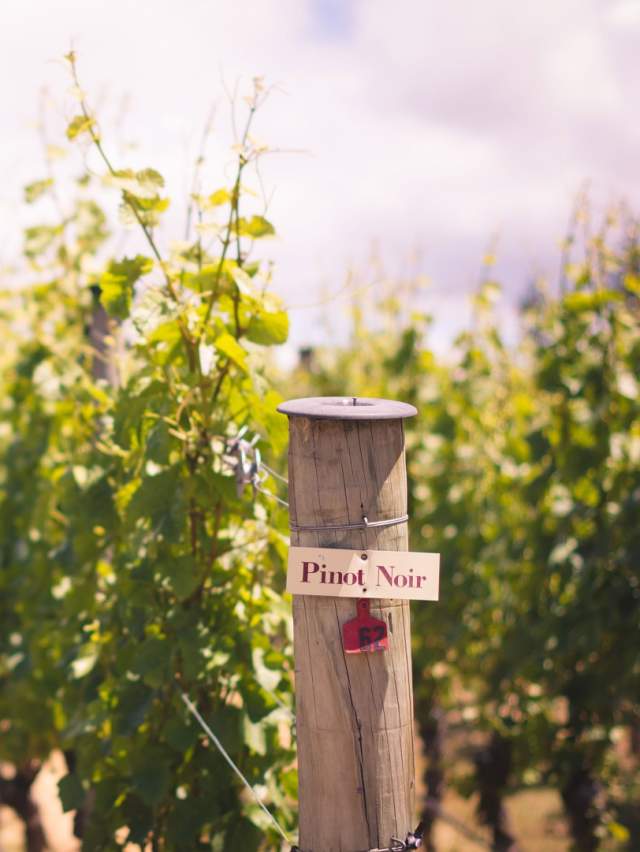 Gibbston Valley Winery